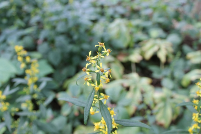 ‘Zigzag’-goldenrod