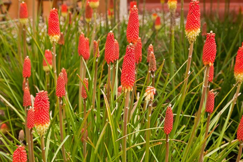 Torch Lily