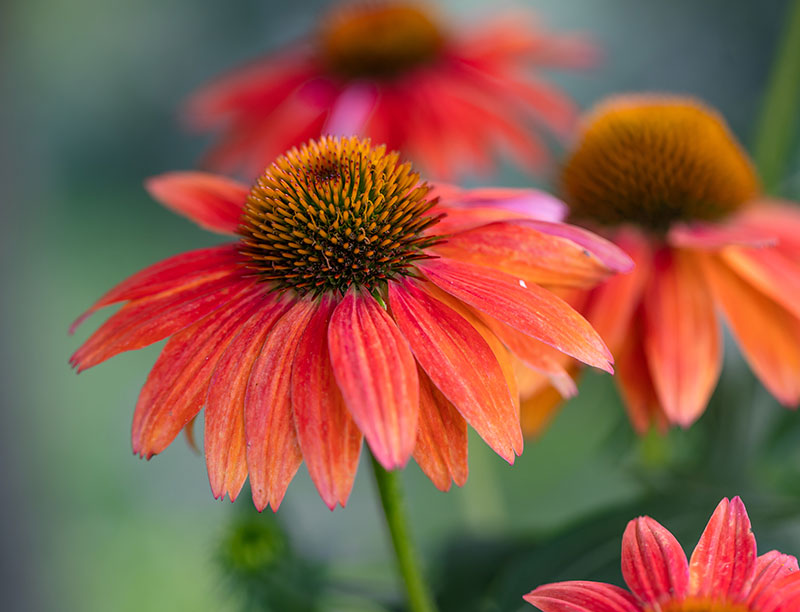 orange coneflower