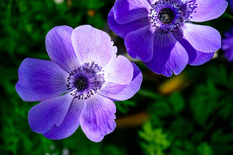 Anemone