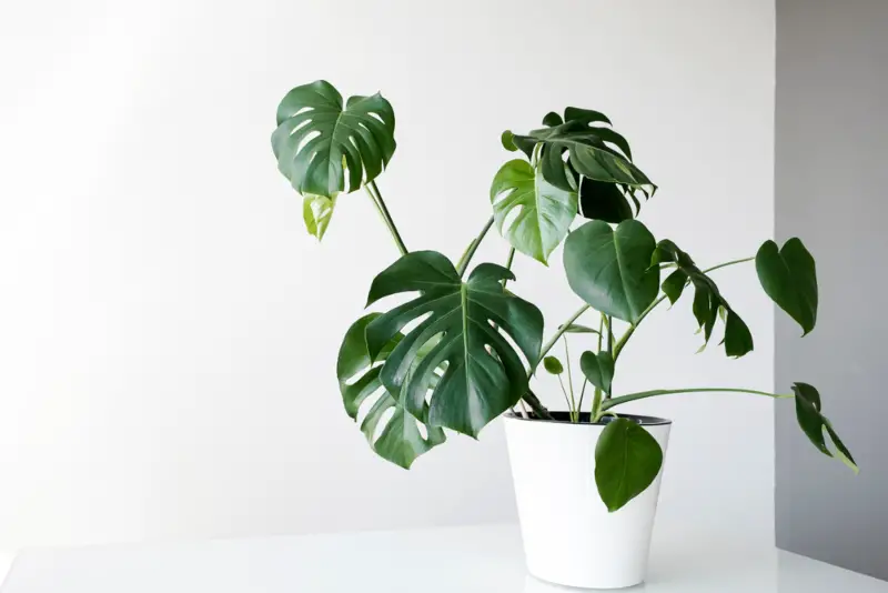 Swiss-Cheese-Plant