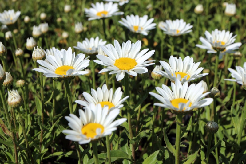 Shasta-Daisy