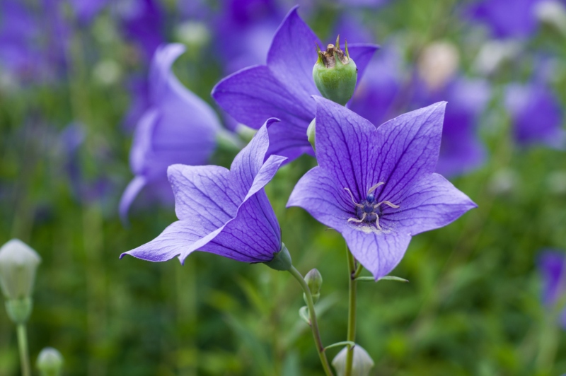 Balloon Flowers