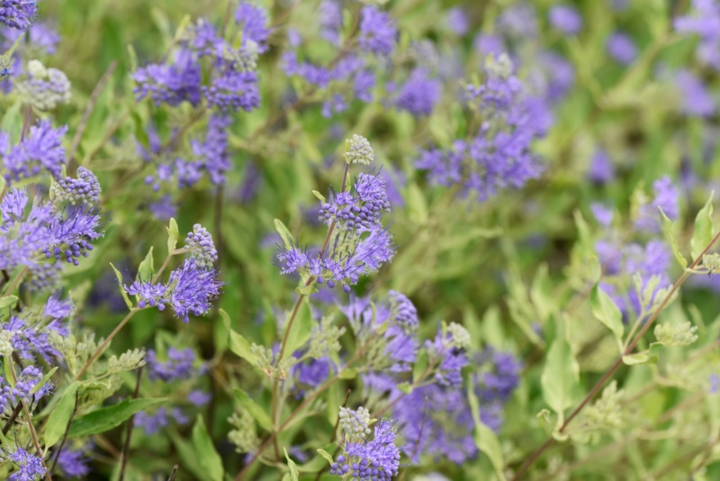 Caryopteris