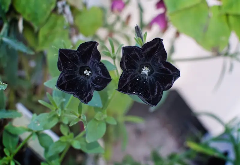 velvet petunia
